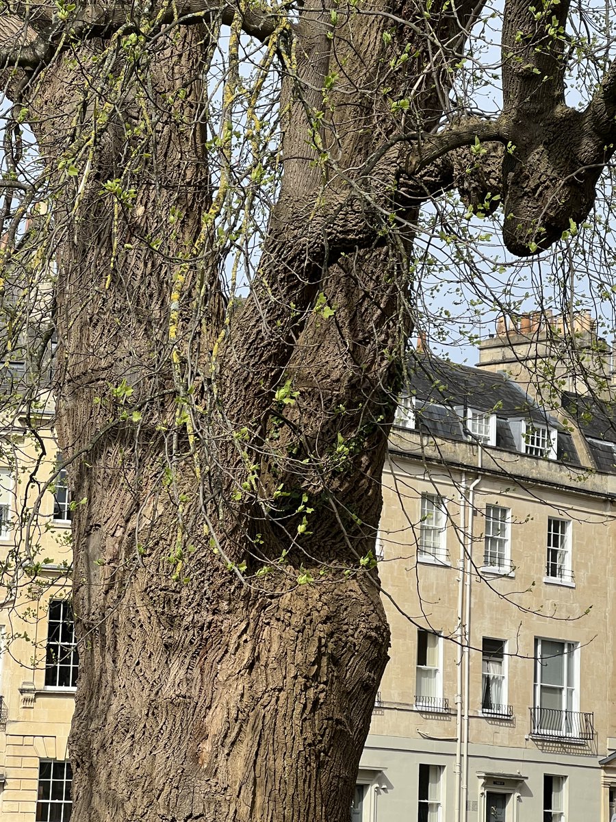 Oh my! 😍

#thicktrunktuesday

🌳 This tulip tree @bathtreescape

bathurbantreescape.com/map?trail=a&tr…

@BathPresTrust @bestofbath @QuartetCF_BANES @arborsmarty @keeper_of_books @mathilebrandts @HughWilliamson @HayleyhHoward @Team4Nature