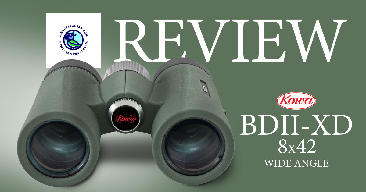New review! Bird-watchers.com recently reviewed the Kowa BDII-XD 8x42 binoculars. Read here: bit.ly/3UsK77L #KowaOptics #BDII #Binoculars #Review