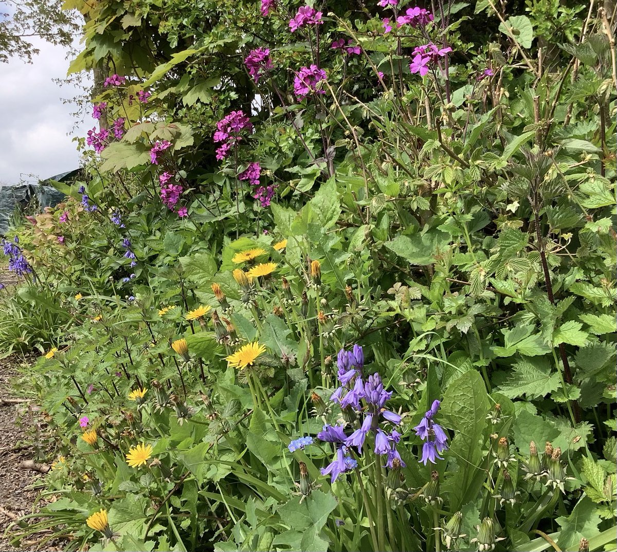 Good morning from the #WelshMarches. It may seem an unkempt verge in the garden, but it’s beautifully wild with honesty, dandelions, bluebells, forget me nots. A bee and butterfly paradise. 😊 no strimming here!