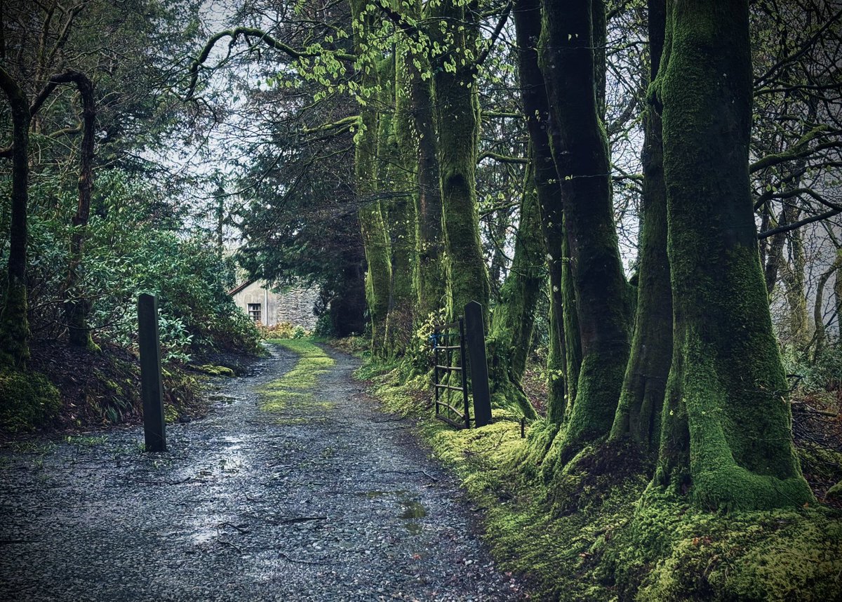 Bore llwyd a gwyrdd yw hi bore ‘ma ffordd hyn…Bore da 🩶💚 It’s a grey green morning here this morning…Bore da 🩶💚