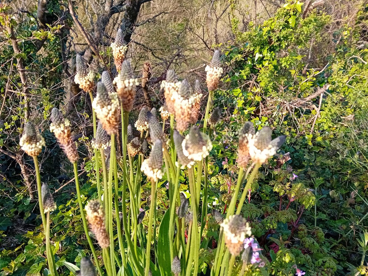 The flowers of Newtown Woods, Tramore. #tramore