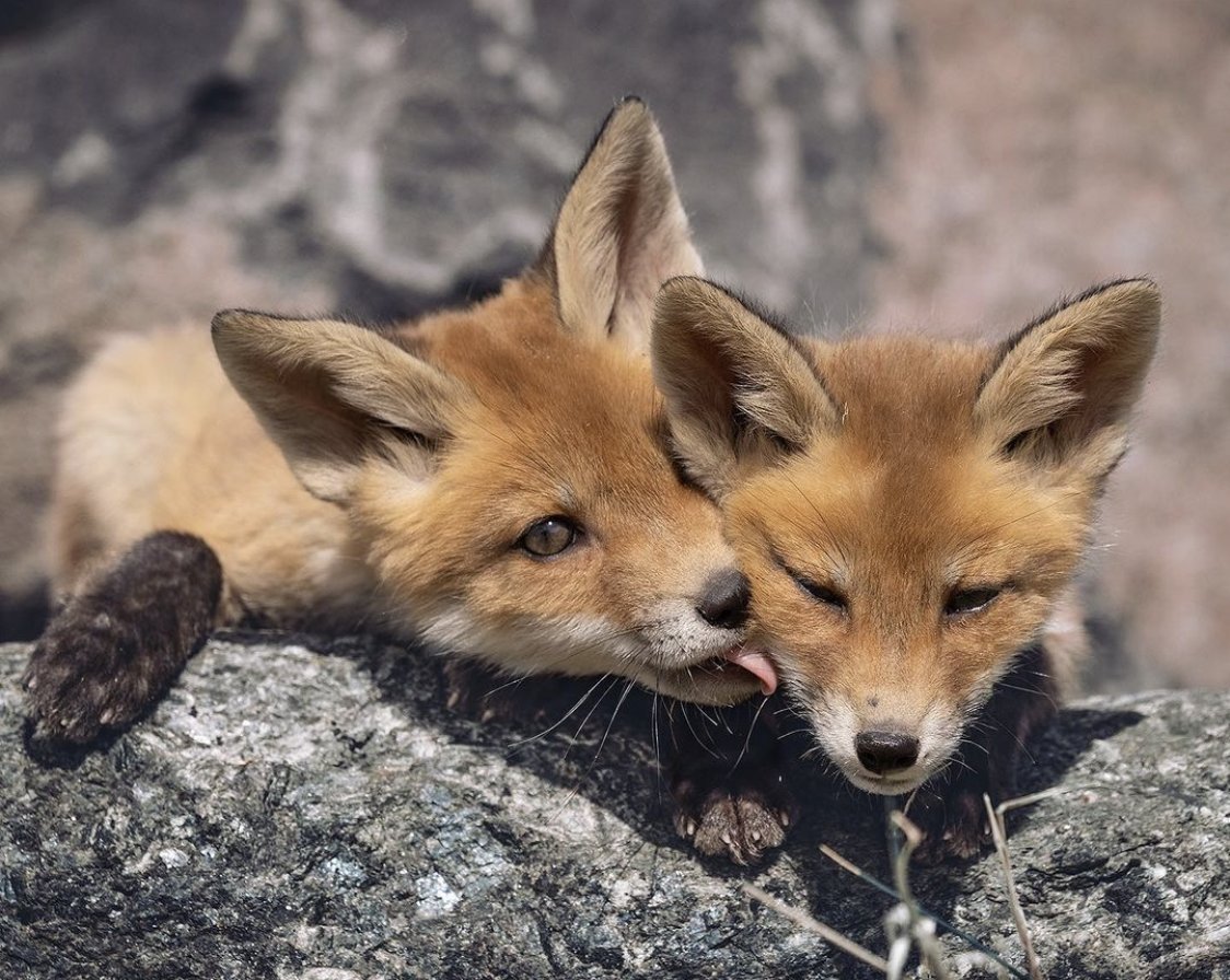 Don't make me use the ' c*te ' word ! Shared by @patrickvb75 on Instagram #FoxOfTheDay