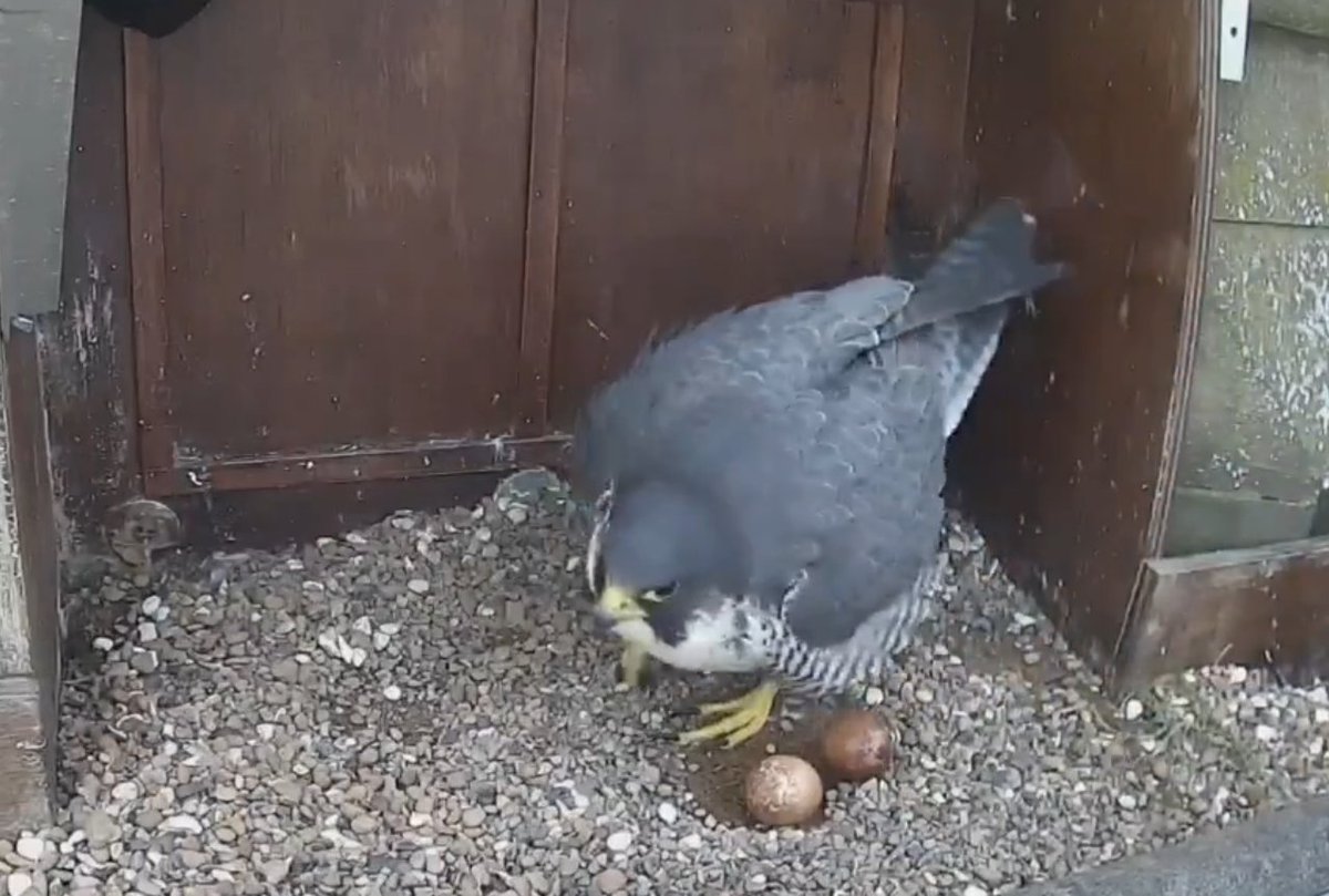 The Wakefield Peregrine Project do some fantastic work in monitoring our nesting peregrines and excitingly, the first hatching of the year is expected this week. Visit @WfldPeregrines for all of the latest Peregrine news and updates.