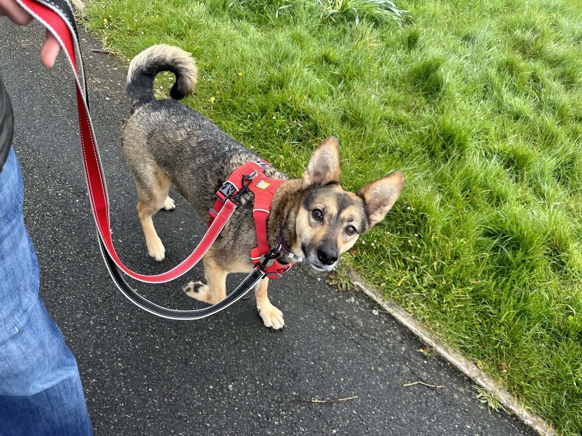 A grey damp chilly morning but #sophiefromromania is cheerful