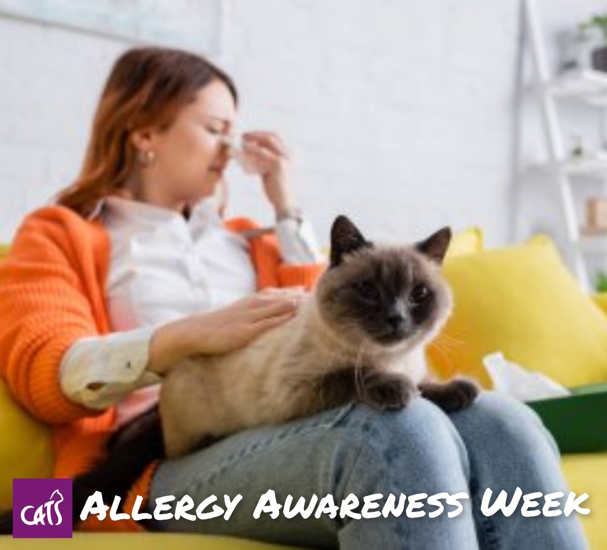 🤧ALLERGY AWARENESS WEEK🤧
Are you allergic to cats or looking to limit cat-allergy symptoms? 

📖Find out more about coping with cat allergies in our expert guide📖 

buff.ly/4apEBbo 

#allergyawareness #heretohelp #catsprotection