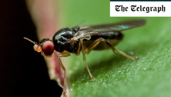 Some scientists believes that flies exhibit 'selective attention' mechanisms, which is a building block of consciousness. #QBI Professor Bruno van Swinderen investigates this by trying to understand from the bottom up why consciousness may have evolved. bit.ly/449PRqa