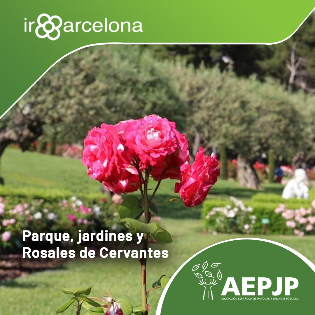 🌹📗 La tradición de intercambiar libros y rosas en el Día de San Jorge nos lleva este 23 de abril a viajar hasta el Roserar del Parc de Cervantes en Barcelona 📍  Es uno de los jardines de la ciudad condal donde las rosas son las protagonistas 💐  irbarcelona.cat/parcs-de-barce…