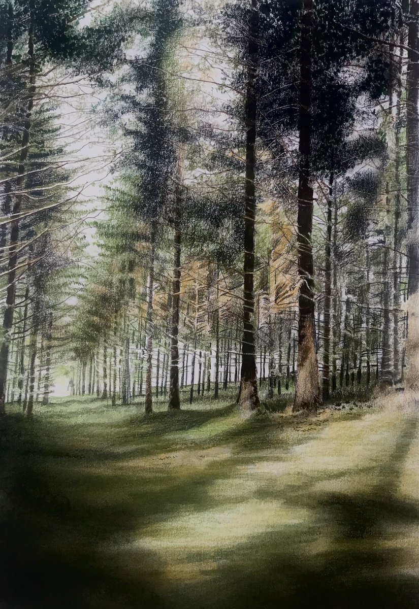 'Shadows in a forest’ a watercolour and pastel painting alwyndempsterjones.com #art #welshart #wales #trees #forest @NWalesSocial @tourism_fcc @ItsYourWales @RamblersCymru @Welsh_art @walesartists @Arts_Wales @ahistoryinart @artpublishing @artukdotorg @eryrinpa @snowdoneryri