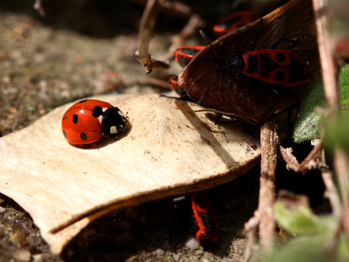 CaillouCreatif's tweet photo. Une coccinelle, seule, face à une armée de gendarmes... Évidemment, ils s'ignoraient superbement, mais figés comme ça, ils me donnent vraiment l'impression d'une poignée de guerriers apeurés face à un adversaire unique 😆.
#Ladybug #firebugs #insects #photo #photography #nature https://t.co/fKJV9Wj6o3