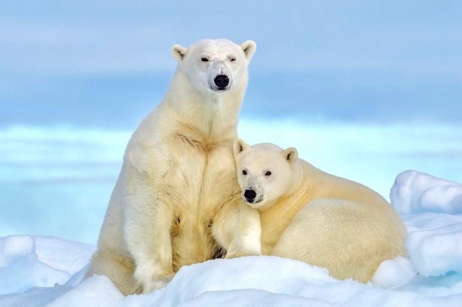 Breaking Now: 13 Million Acres of Alaskan Arctic Is Now Protected From Oi1 Drilling In 'The U.S. This is a lifeline for millions of animals, including the iconic polar bear. worldanimalnews.com/13-million-acr…