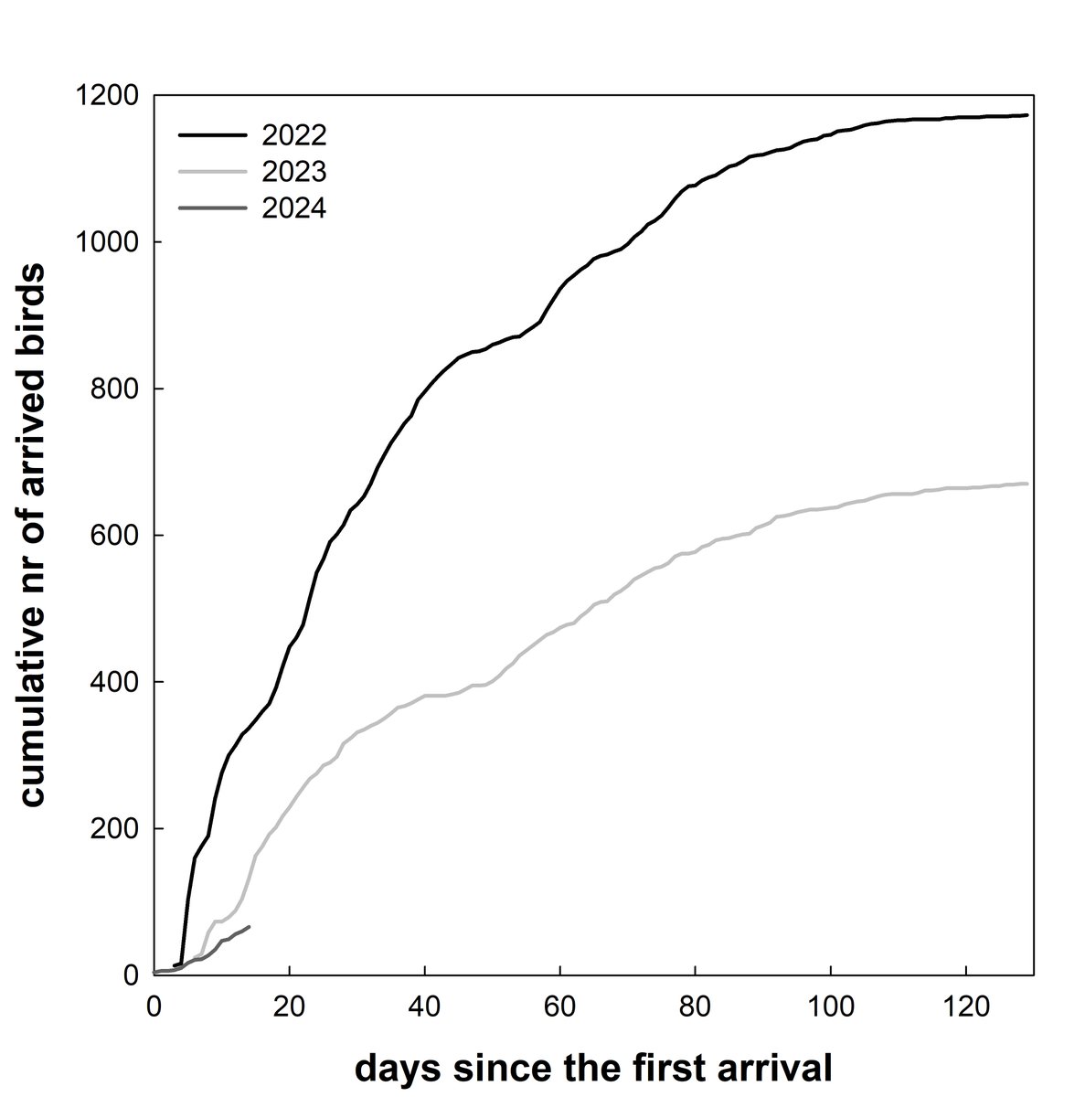 Arrival is very slow this year, after the colony was hit by #avianinfluenza two years in a row. As of this morning, we have 66 registered birds, vs 132 this day last year vs 337 this day in 2022. #phenology #ternscience #ornithology #H5N1