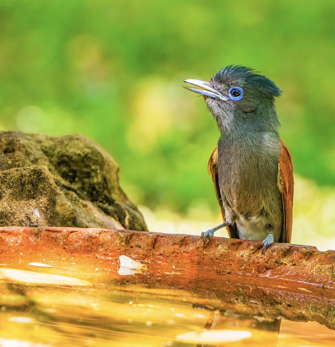 Paradise Flycatcher pauses for a drink in Victoria Falls garden @Natures_Voice @thetimes #BBCWildlifePOTD #TwitterNatureCommunity #birding #NaturePhotography #africanwildlife #victoriafalls