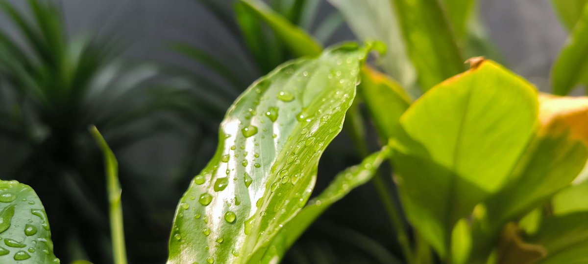 Xinser's tweet photo. f/1.9 1/240s ISO 50 https://t.co/yCaoxJPK9j