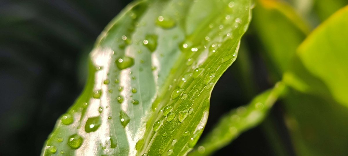 Xinser's tweet photo. f/1.9 1/240s ISO 50 https://t.co/yCaoxJPK9j