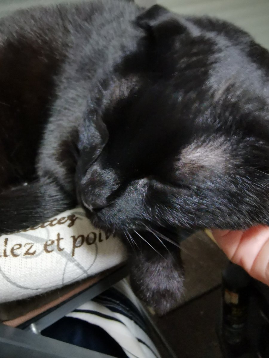 Bglgz5JzueCP4X7's tweet photo. DAISOで売ってた仕切りウッドボックスが、けだるまちゃんたちにピッタシ(死語？)だった😆
こまは今日も先代猫ハウスを潰して寝ております✨
#猫好きさんと繋がりたい 
#猫のいる暮らし 
#けだるま
#emptycan https://t.co/89KyDu882w