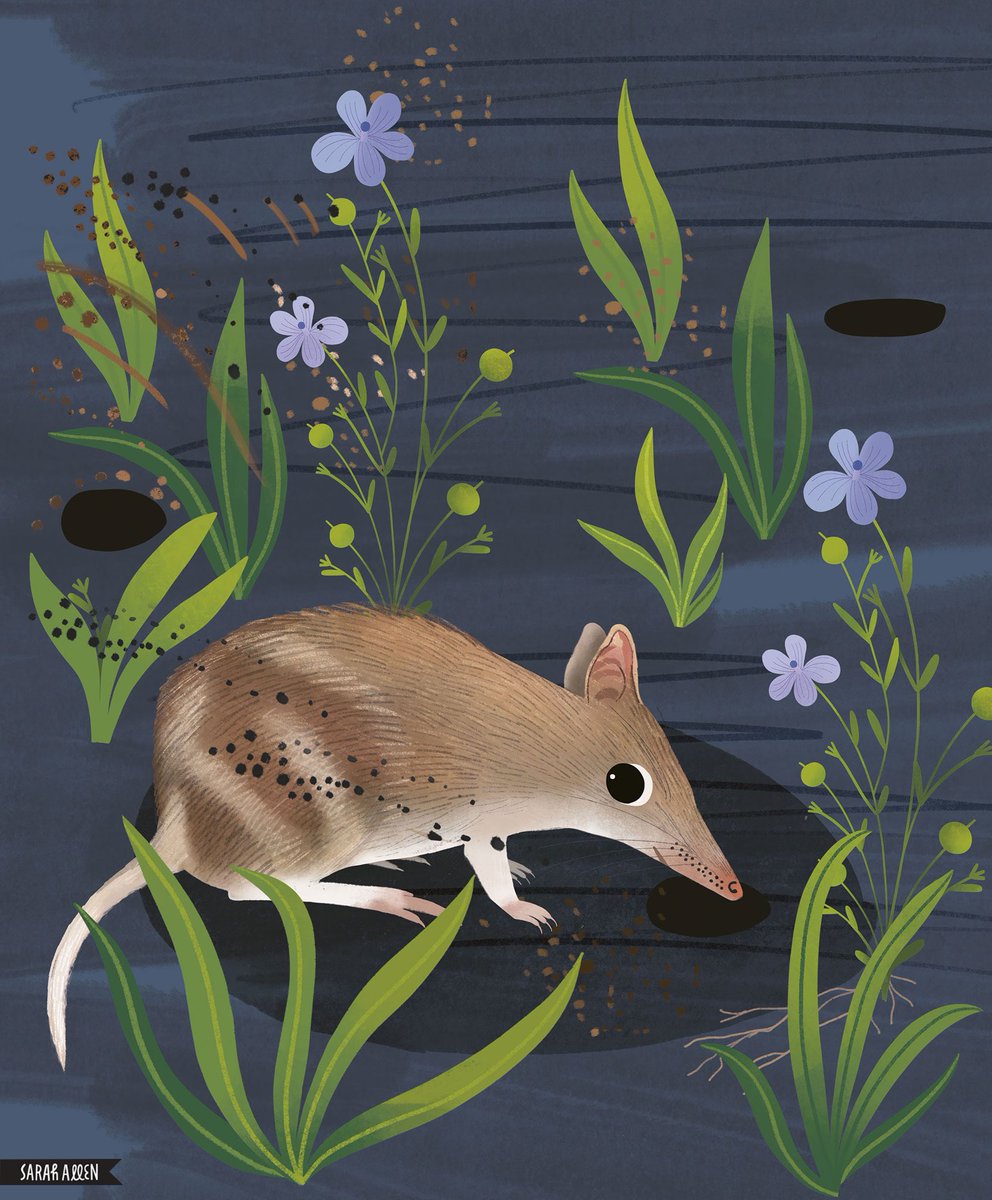 Eastern barred bandicoot inspired by a spotlight tour at @MtRothwell a few years ago. It was an experience I highly recommend. Bandicoots, quolls, bettongs and brush tail rock wallabies doing their thing in a feral predator proof sanctuary. Amazing.