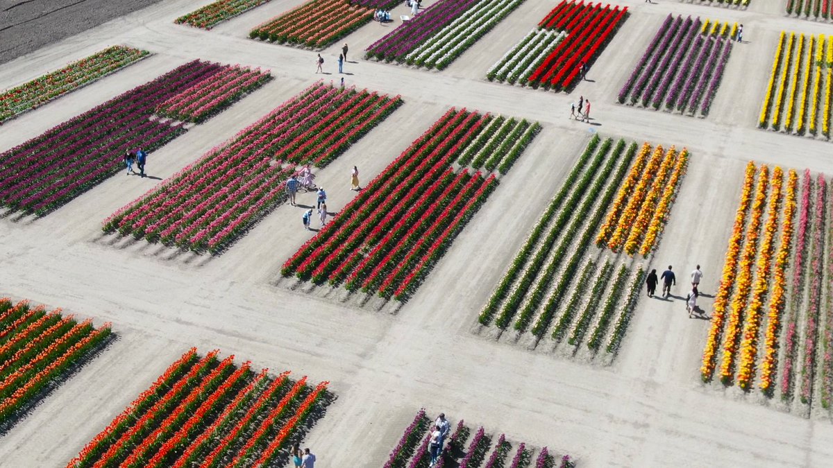 Best job in the world. Check out @KnutsonFarmsInc grow+grow+grow!!!

#southsoundtulipfestival #MothersDay #pnw #seattlemomsgroup #bonneylake #puyallup #sumnerwa #pnwadventures #tacomawa #whereiroot