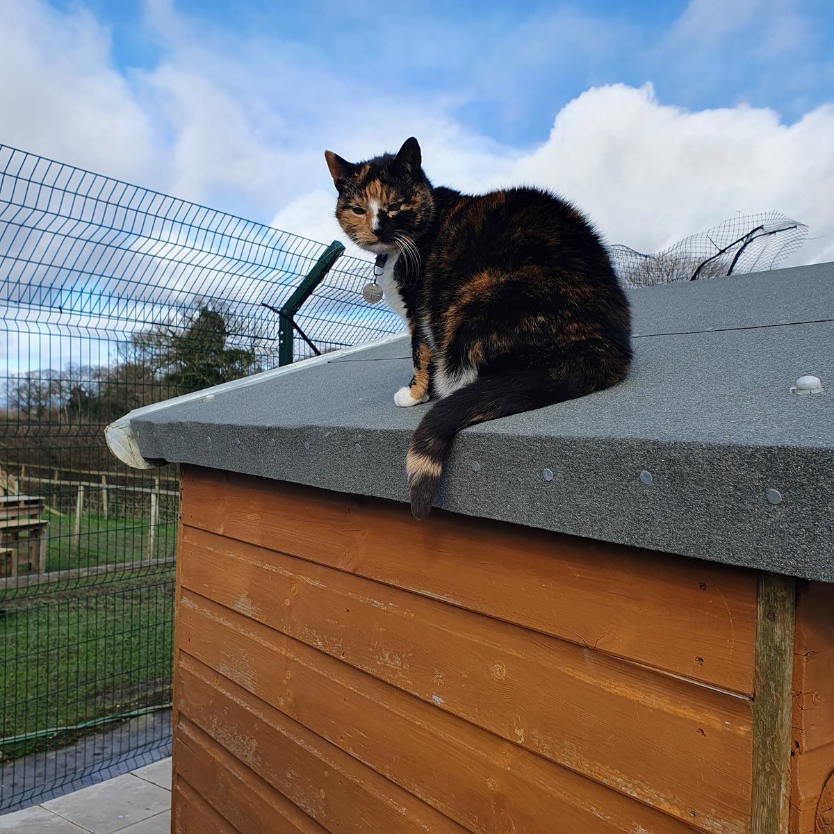 #TuesdayFeeling ~ Jinkxie is doing her favourite thing. Climbing on the roofs. Up there she can see all that is going on & not everyone notices her.  #inthecompanyofcats #superseniorcats #cats #rescuecats #charity #catvibes #charitytuesday #givingtuesday