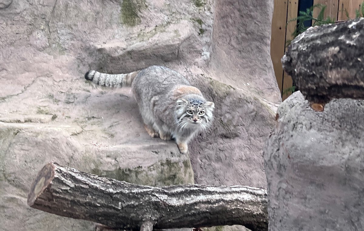 saitamazoo_tw's tweet photo. マヌルネコは中央アジア、イランから中国西部の山岳部や草原等に生息している小型のネコ科動物です。
寒く乾いた荒地の岩場にすんでいるので、からだの毛が長く厚くはえ、寒さから身を守っています。
周辺に擬態し、岩場や茂みに待ち伏せすることでナキウサギやネズミ等の小動物を狩ります。 https://t.co/10ePrgdiVJ