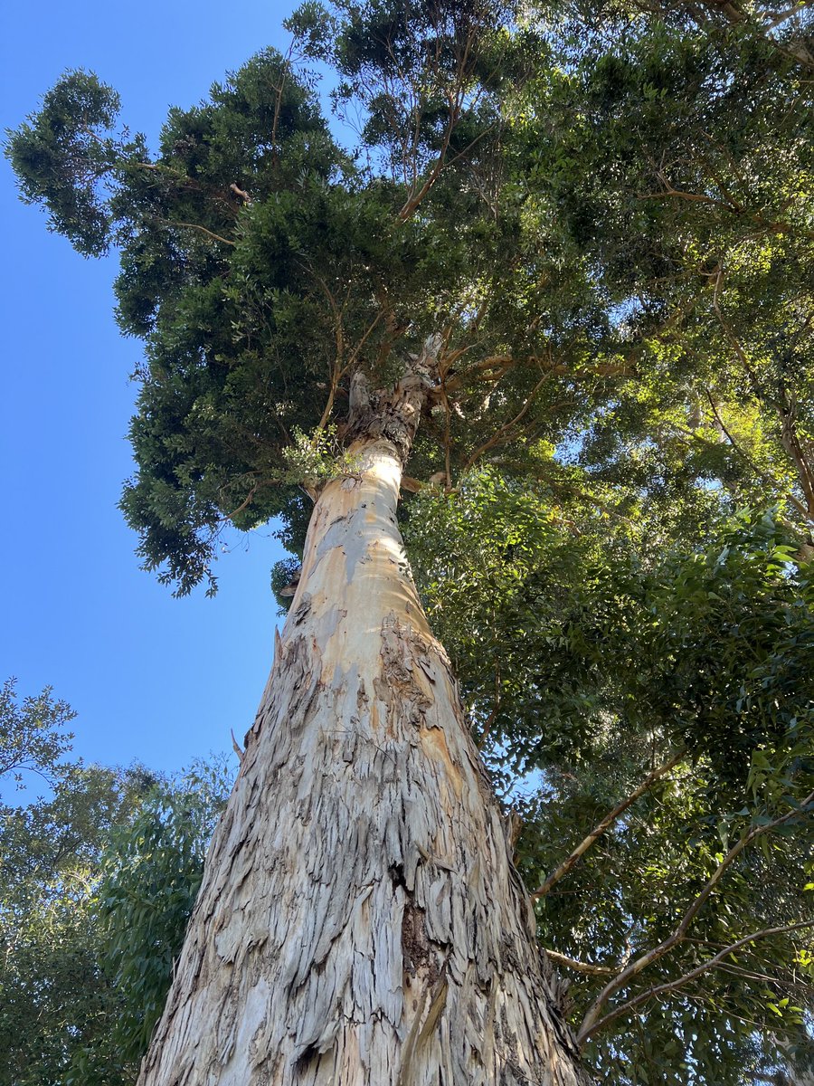 One of the many visitors to these shores for today’s #ThickTrunkTuesday seen in a nearby park. Looking forward to viewing many mighty trunks 🙌 Happy trunking everyone 🪵🌿🪵