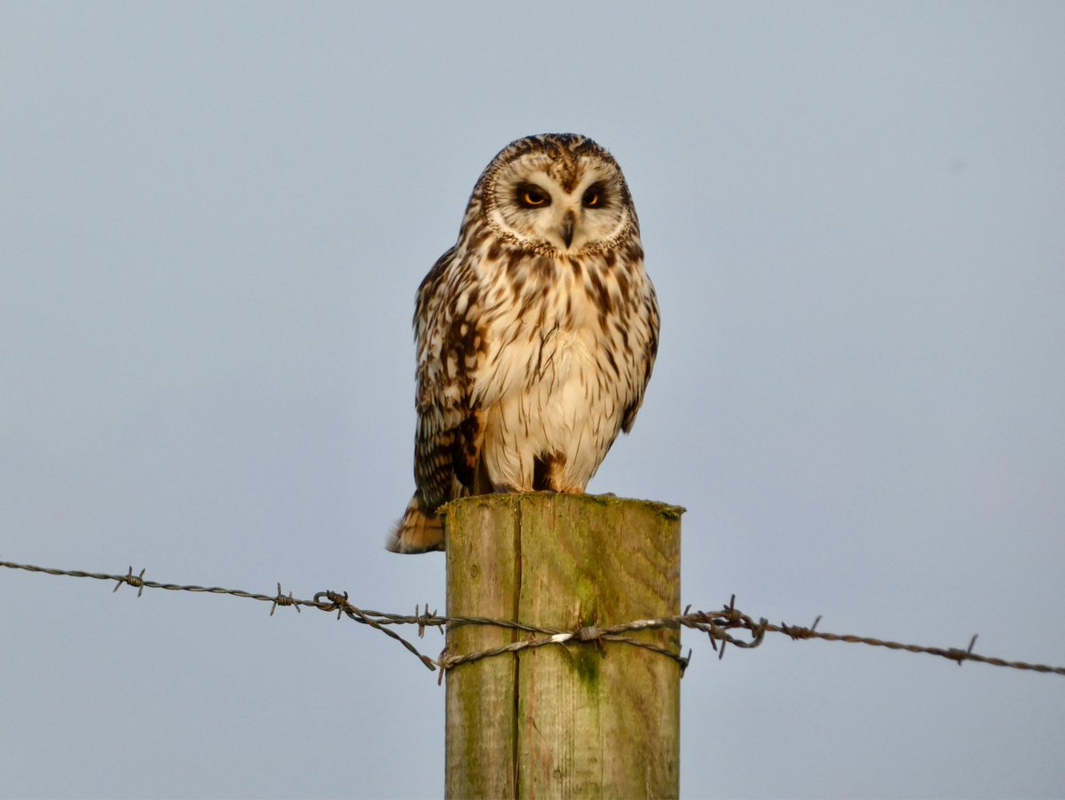 Beautiful Short Eared Owl this morning practiaclly posing for the camera 🦉#shortie #shortearedowl