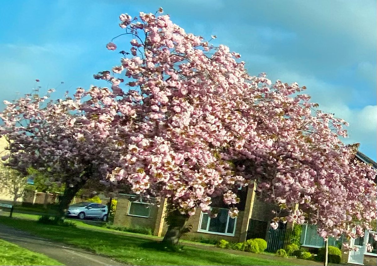 Always LOVE seeing these leaning trees full of the prettiest pink blossom on my way to work every morning! Wishing you all a day where you can see the beauty in the things that are around you & when good things come your way you believe that you are deserving of them all! 🌸🩷🌸