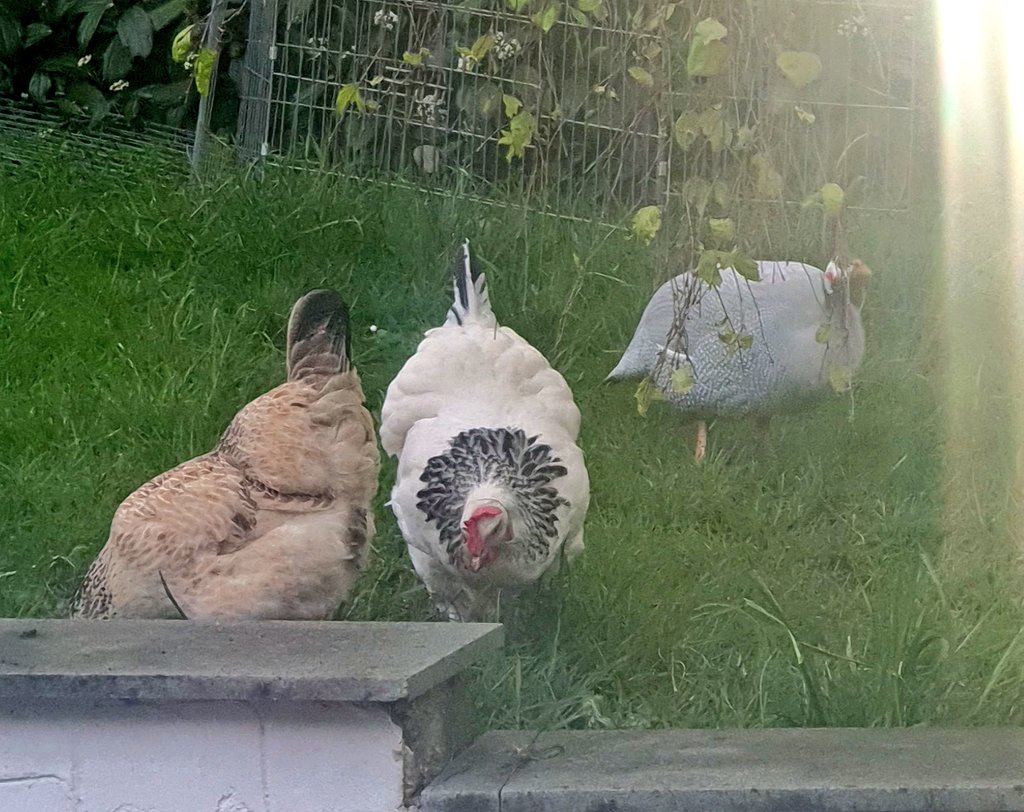 Chooks been joined by a friend this morning!