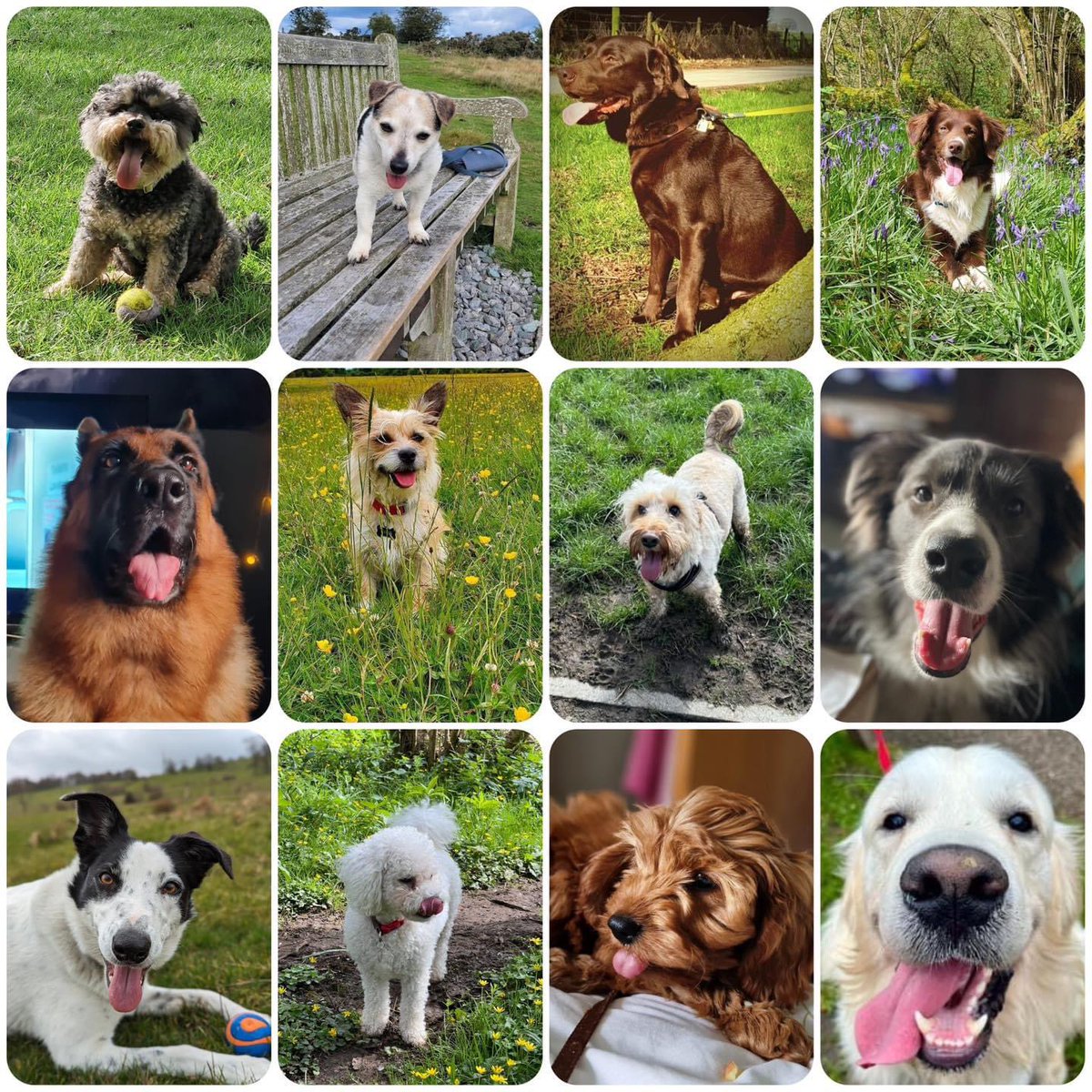 Graeme Hall tweet media