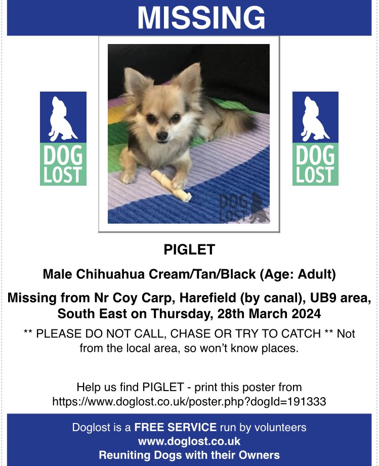 @Fiona99530961 @thedogfinder @PetTheftUK @pettheftaware @StopPetTheft @Dr_Dan_1 @AdoptionsUk @DogLostUK @MissingPetsGB @rosiedoc666 @HunnyJax PIGLET Male Chihuahua Cream/Tan/Black (Age: Adult) Missing from Nr Coy Carp, #Harefield (by canal), #Uxbridge #Middlesex UB9 area, South East on Thursday, 28th March 2024 Doglost website link: doglost.co.uk/dog-blog.php?d…