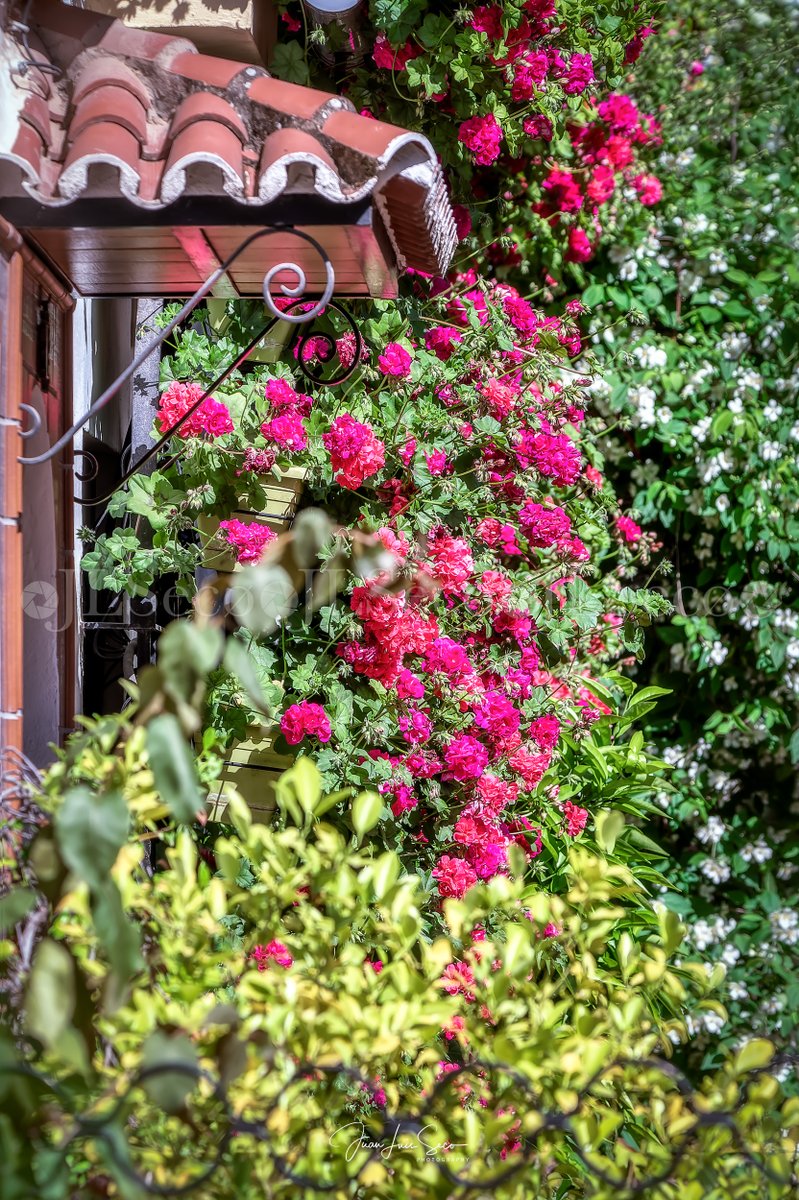 Córdoba, la eterna primavera... Rejas y Balcones de la calle Manuel Soro Tinte.
@Cordoba_spain @CordobaESP @VerCordoba @TurismoAndaluz @viveandalucia