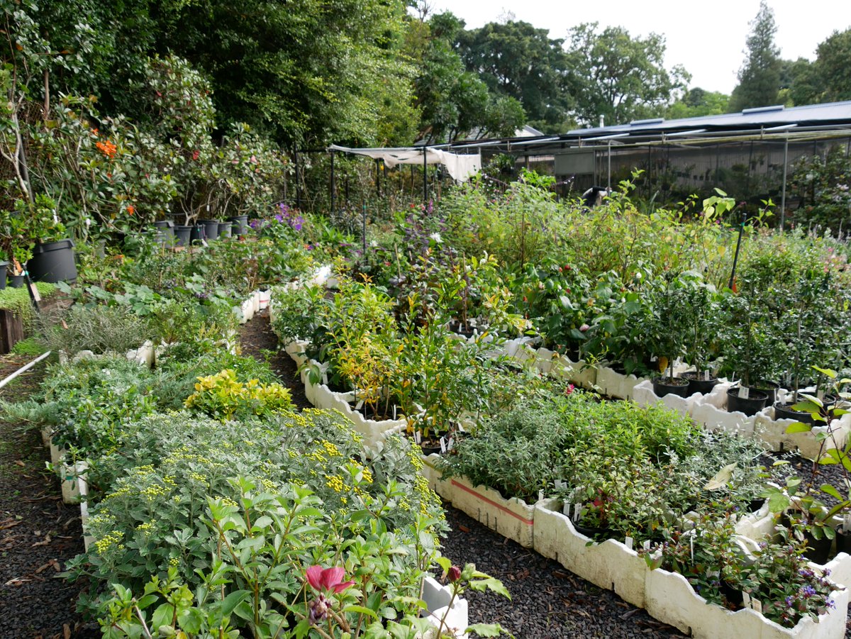 Start the weekend off right with our autumn plant sale! 🌱 Melbourne Growing Friends' Autumn Plant Sale 📆 Sat 27th April (10am - 4pm) 📆 Sun 28th April (10am - 3pm) 📍 Royal Botanic Gardens Melbourne Find more info and a link to the plant list at: bit.ly/3vXCE77