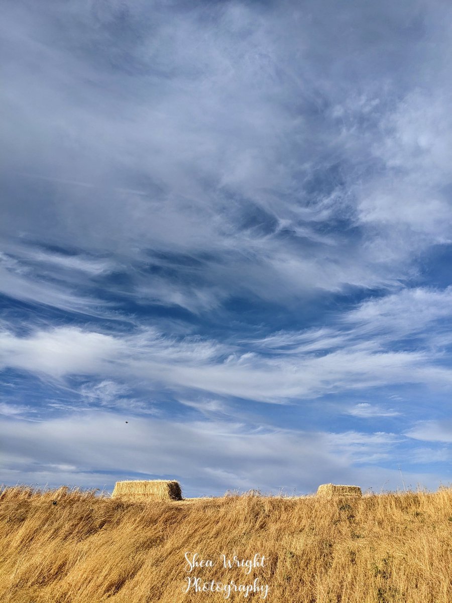 Sheatography's tweet photo. Hills, clouds, and hay bales. Shot June 9th 2023. Shot in #BirdsLandingCA
#cloudphotography #cloudphoto #cloudphotos #cloudscapes #art #cloudpainting #haybales #artist #BirdsLanding #followsback #arts #photography #photooftheday #xart https://t.co/f5Imgz00PI