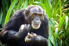 TravellKichwa's tweet photo. Introducing Interior Safaris East Africa; a tour Company offering Ugandan Safaris, Gorilla trekking, cultural tours, wildlife tours, birding Safaris in Uganda, Rwanda and Tanzania. They offer a wide range of services for your short and long holidays. 
https://t.co/eRJtSS0cLb https://t.co/81BIJqhN60