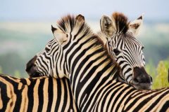 TravellKichwa's tweet photo. Introducing Interior Safaris East Africa; a tour Company offering Ugandan Safaris, Gorilla trekking, cultural tours, wildlife tours, birding Safaris in Uganda, Rwanda and Tanzania. They offer a wide range of services for your short and long holidays. 
https://t.co/eRJtSS0cLb https://t.co/81BIJqhN60
