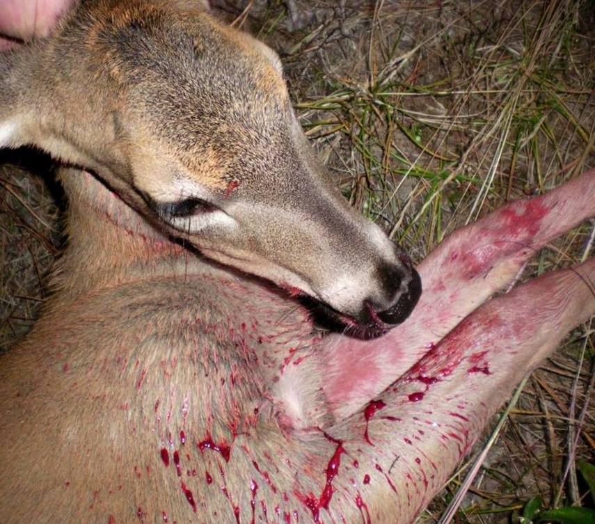 En 1974, 2.3 millions de chasseurs ont tiré 58 563 chevreuils.
En 2020, 1 023 000 chasseurs ont tiré 586 797  chevreuils.
Environ le tiers de la population estimée, l'espérance de vie des chevreuils survivants : 2.5 années, sa longévité naturelle 15 ans.
Source : FNC