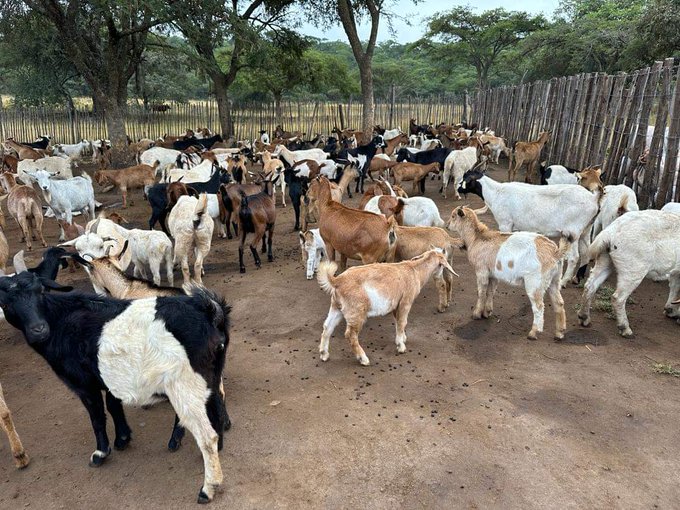 Zimbabwe’s Government is gearing up to roll out the Presidential Goat Scheme, a unique initiative to bolster rural livelihoods. The scheme was announced on Monday by the Ministry of Lands, Agriculture, Fisheries, Water and Rural Development. #NDS1 #nyikainovakwanevenevayo