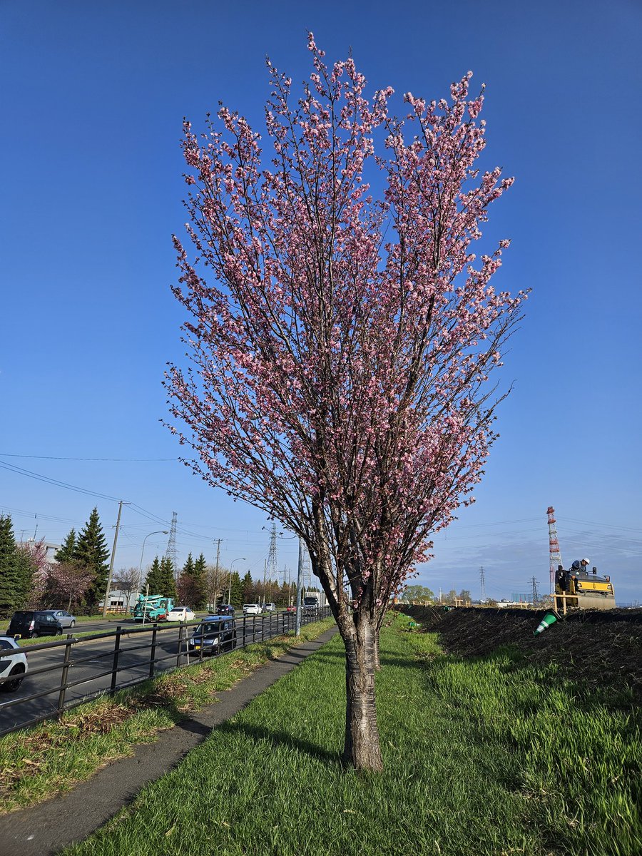 新川通りの、桜並木ももいちょいで満開ですね☺️!!!!!!