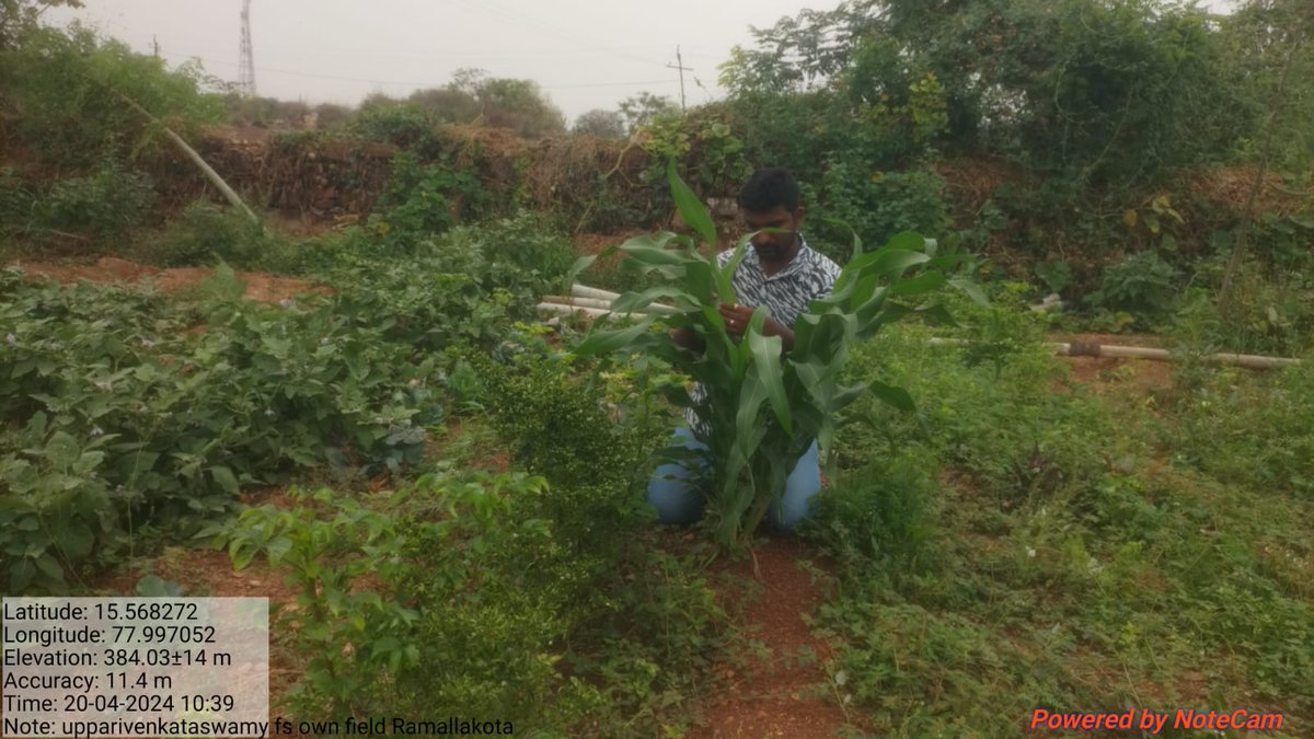 'ప్రకృతి వ్యవసాయ పద్ధతి ఇన్ పుట్స్ ద్వారా సాగు చేస్తుండటం తో ఉద్యోగులు,ఉపాధ్యాయులు @APZBNF కూరగాయలు కొనేందుకు ఆసక్తి చూపిస్తున్నారు.'-వెంకటస్వామి,కర్నూలు.ఎకరా టమాట తోట లో 7 రకాల అంతర పంటలు, 20 సెంట్ల లో 32 రకాల కూరగాయలు పండించి ఈ ఏడాది 1.30 లక్షల ఆదాయం పొందారు ఈయన.@vijaythallam