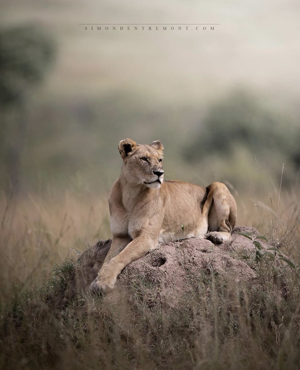 Beautiful Queen surveying her lands. Great capture from simon.dentremont