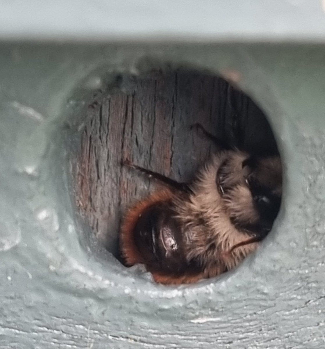 I love how the male Osmia bicornis (Red Mason Bee) sleep on their back in this knot hole on the outside of the house. Some days, there are two or three crammed in here