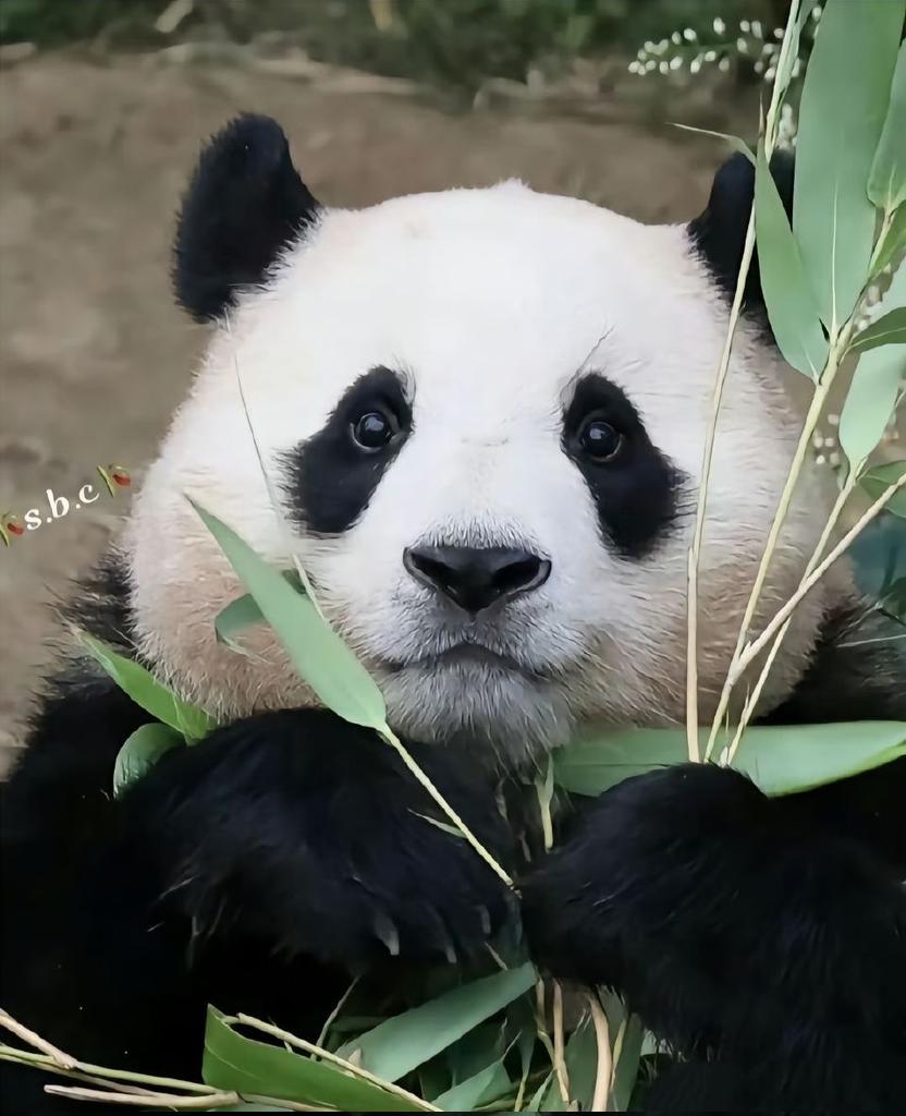 Smile🐼 #panda #wildlife #EarthDayEveryDay #environment #PeaceAndLove