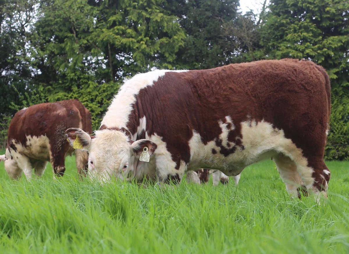 A first look at our heifer calf entry for 2024, Kilsunny Lady Violet 🔥 This September born AI bred heifer calf is 5 stars across the board with ICBF and is the pick of the heifer calves at Kilsunny this year ☝🏻 #showstock #herefords #teamkilsunny