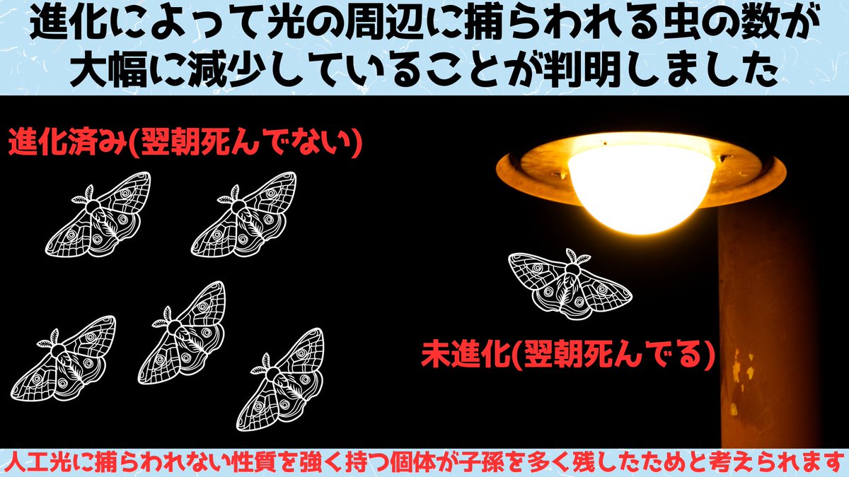 NazologyInfo's tweet photo. 蛾は以前のように「光に引き寄せられないよう進化している」
https://t.co/kwjal3K8gA

米ハーバード大は蛾が光の罠に捕らえられる数が25年前と比べて大幅に減っていると報告。研究者は人工光に引き寄せられる性質は淘汰圧になるため、蛾が人工光に引き付けられないよう進化している可能性があると話す https://t.co/ZvF0Fq0Mi4