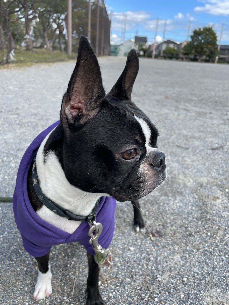 こんにちわん
お散歩楽しいわん🐶💦

#ボストンテリア #犬のいる暮らし #bostonterrier
#犬 #ペット #犬好きと繋がりたい