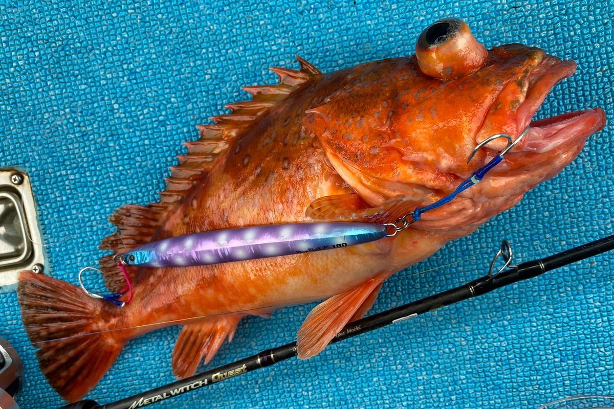 palms_global's tweet image. Slow Jigging with Slow Blatt L in Japan 🇯🇵 
Rod: METAL WITCH QUEST 633SF
Lure: Slow Blatt L 180 Purple star dust color(MG-104)
Thank you Anna !!
#palmsfishing #slowjigging #slowjig #slowpitchjigging #offshorejigging #jigging #deepseafishing @palms_japan