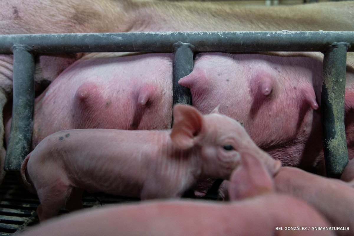 Bel González tweet media