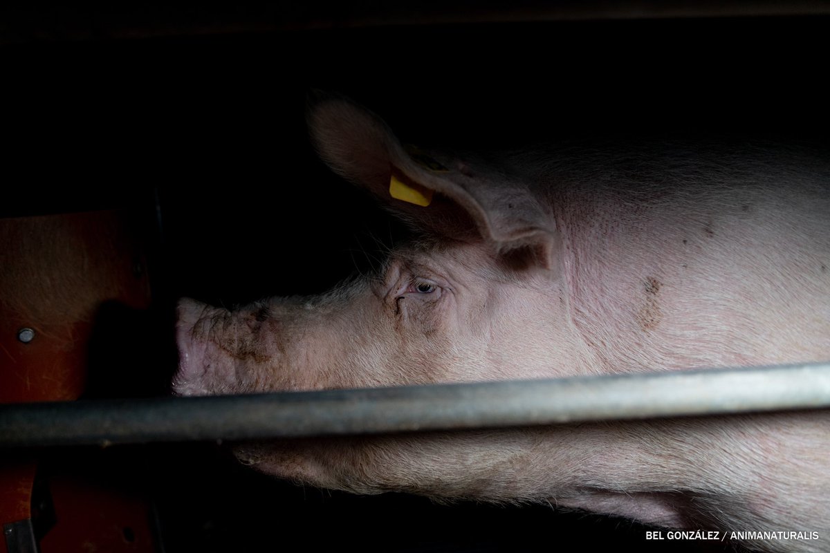 Bel González tweet media