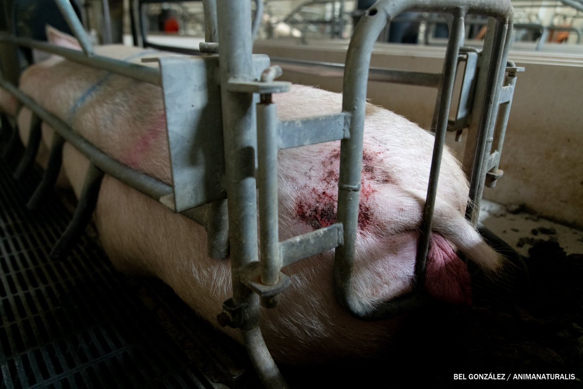 Bel González tweet media