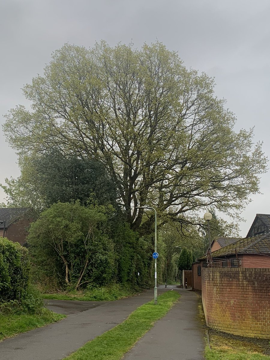 Some property developer wants to fell this hedgerow oak so they can squeeze in a new house. Offering to pay to fell it for Shropshire Council as it’s too big & inferring it’s dangerous. Words fail, they will try anything to make a buck