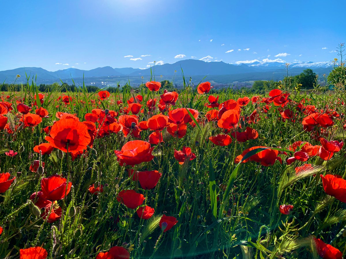 Es tiempo de Amapolas, que se abren paso entre tanto Jaramago amarillo y dejan estampas preciosas en la Vega de Granada…😍, hacia mucho que no veía tantas.